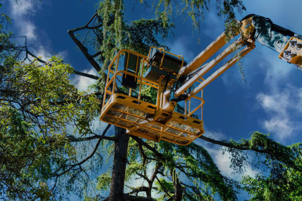 How Our Tree Care Process Works  in Indian Shores, FL