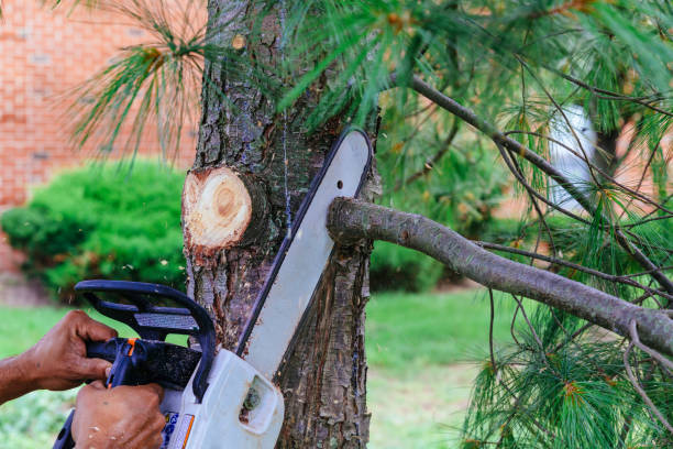 Leaf Removal in Indian Shores, FL